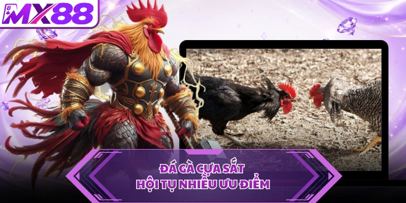 Đá gà cựa sắt hội tụ nhiều ưu điểm